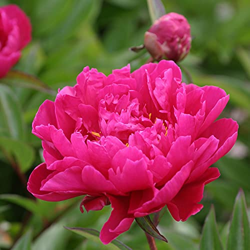 GARTEN SCHLÜTER® Pfingstrose Karl Rosenfield | Rose stark duftend und winterhart -Paeonia lactiflora- Blüten der Blume dunkel-rot