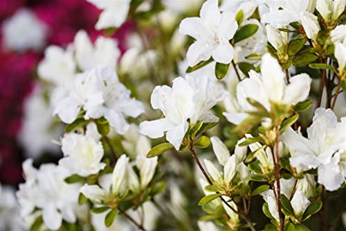 Rhododendron obtusum 'Feenkissen' 20–25 cm – Winterhart, Immergrün, Pflegeleicht – Azalee – Beetpflanze für Garten & Rabatte