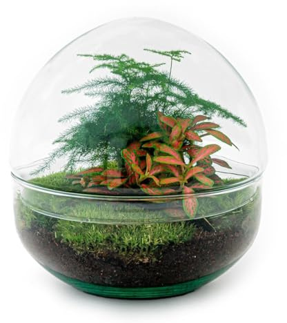 Giardino di bottiglie Dome – Sfera di vetro – Terrario per piante fai da te – 20 cm di altezza