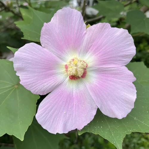 hibiskus winterhart - mehrjährig, wild, extrem 10samen
