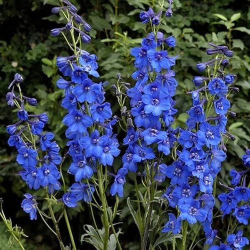 6 x Pacific Rittersporn 'Blue Bird' - Delphinium 'Blue Bird' Topf 9x9cm: Himmelblaue Blüten, bienenfreundlich, toll für naturnahe Gärten.