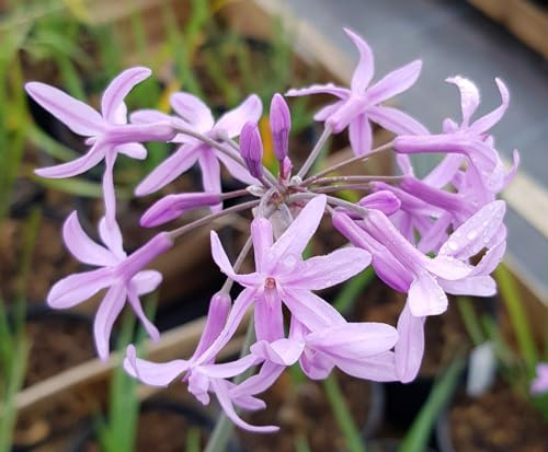 Tulbaghia violacea/Ail violet d’Afrique du sud/Conteneur de 2 à 2.9 litres/Vivace
