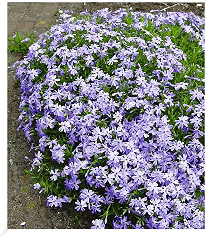 BALDUR Garten Blauer Teppich-Phlox, 3 Pflanzen winterhart Polsterphlox Polster-Flammenblume Polsterstauden Teppichphlox Moosphlox mehrjährig Phlox subulata, trockenresistent, bienenfreundlich, blühend
