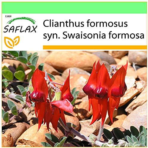 SAFLAX - Guisante del desierto de Sturt - 20 semillas - Clianthus formosus