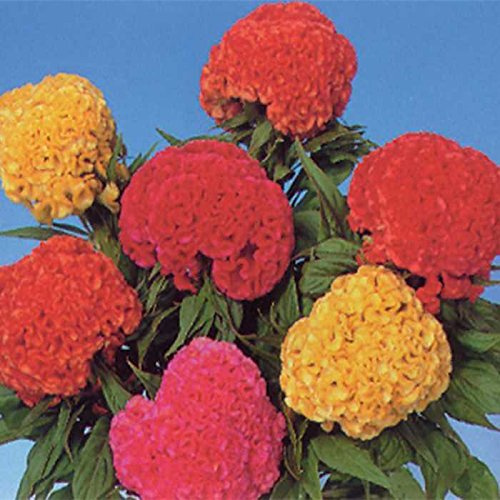 CELOSIA CRESTATA MISCUGLIO NR.100 SEMI