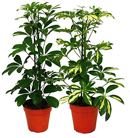 Umbrella Tree - Duo - Schefflera - White-Green-leaved - 12cm Pot - 2 Plants