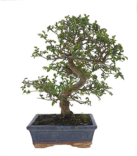 BONSAI NATURAL DE INTERIOR ZELKOVA PARVIFOLIA 10 AÑOS (OLMO CHINO)