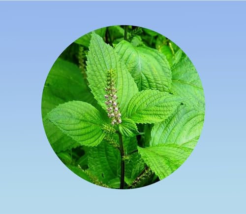 250 graines shiso vert - perilla - persil japonnais - cuisine japonnaise - plante aromatique