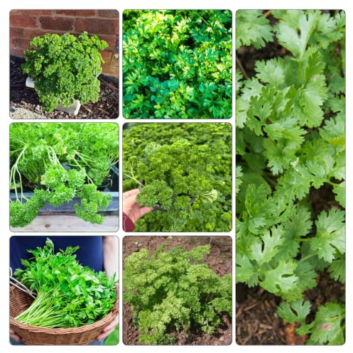 semi di prezzemolo - giardino roccioso interno, varietà 600pcs