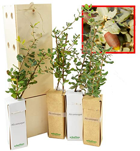 Chêne-Liège – Arbre Méditerranéen – Feuillage Persistant – Jeune Pousse de 30 cm Reçue dans une Caisse en Bois Réutilisable – 4 Unités