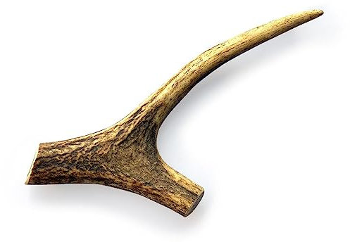 Fenica trattare corna di cervo intero xxll