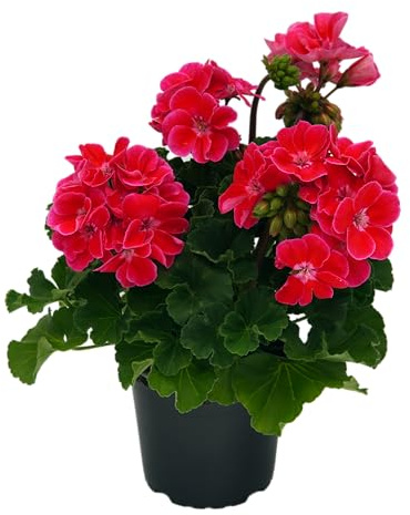 stehende Geranie, (Pelargonium zonale), Sorte: Lara, Knalliges Pink mit zart rosa Rand, kräftige Pflanze je im 12cm Topf, (6 Pflanzen im Set)