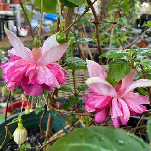 fucsia acquistano semi di recisi, primaverile fucsia, giardino roccioso resistenti di campo, 250pcs