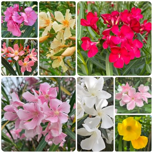 semi di oleandro, mini giardino, vero di oleandro, arbusti da siepe rampicanti resistenti, biologici 50pcs