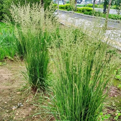 Semi di Calamagrostis acutiflora, regali sostenibili da esterno resistenti ornamentali semi di tappezzante esotiche da balcone 500pcs