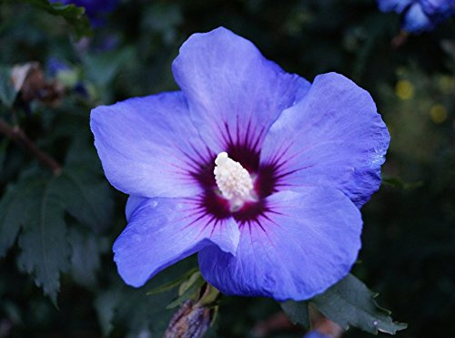 Hibiskus blaue Blüte blauer Hibiskus Rosen-Eibisch Blue Chiffon Hibiscus Blue Chiffon, Containerware, 40-60 cm hoch,