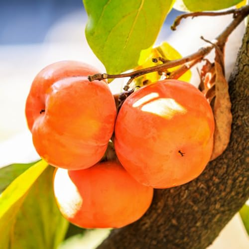 kakibaum spalierobst säulenobstbäume stauden winterhart mehrjährig kaki biosaatgut winterharte kübelpflanzen büropflanzen gartenpflanzen dekopflanzen obstpflanzen säulenobst 5samen