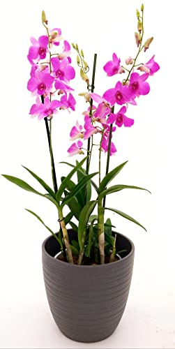 POWERS TO FLOWERS - DENDROBIUM-PHALAENOPSIS ROSA, XXXL VASO 20 ALTEZZA 100CM, IN VASO CERAMICA ANTRACITE A RIGHE, pianta vera