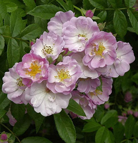 Kletterrose Apple Blossom 30-60cm - lebende Gartenpflanze aus den Baumschulen