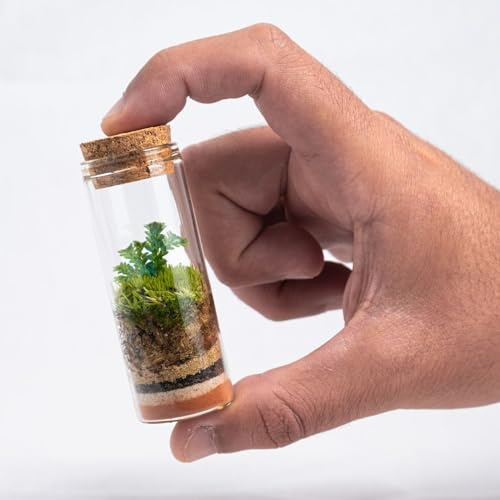 Ecodecs - 5 UNIDAD, Terrario plantas cristal, Plantas Naturales Interior, Jarrones de cristal, Musgo Natural Ecosistema Cerrado Plantas, Macetas Decorativas, Mini Invernadero - MINITERRA SELAGINELLA