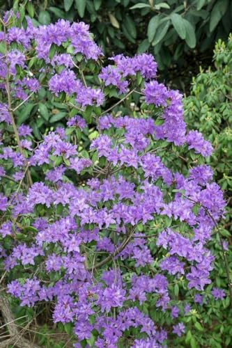 Rhododendron oreotrephes 25–30 cm – Winterhart, Immergrün, Mehrjährig – Rhododendron – Zierstrauch für Garten & Kübel