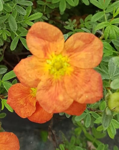 Potentilla fruticosa 'Hopley's Orange' / Potentille orange/Conteneur de 3 à 4 litres