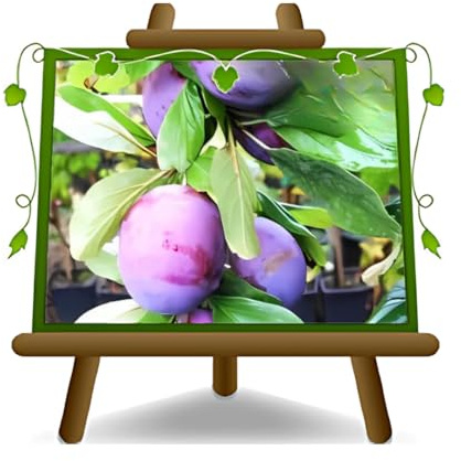 EURO PLANTS VIVAI Prunier President plante fruitière ancienne en pot 20 cm hauteur 150~170 cm - Âge 2 ans