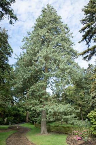 Himalaya-Kiefer Pinus wallichiana 70-80 cm winterhart immergrün