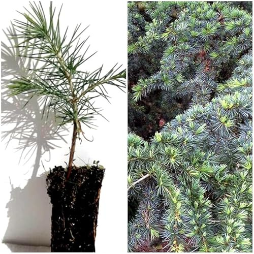 Planta natural en cepellón Cedro del Líbano (Cedrus libani) es una conífera perenne de gran valor histórico y ornamental. Grandes jardines, parques y avenidas. Altura 20-25 cm. Segura Garden.