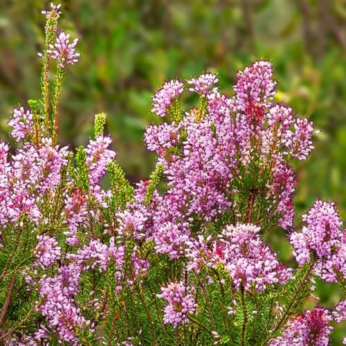 heidekrautsamen garten heidekraut winterharte kübelpflanzen, blumendeko schattenpflanzen 125pcs