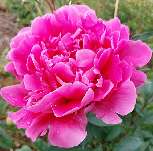 Edulis Superba Pfingstrose 3 Wurzeln