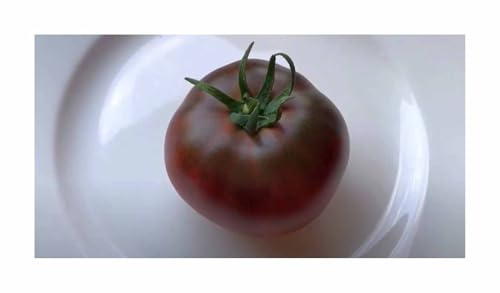 Stk - 15x Tomate Black Russian Alte Sorten Gemüse Garten Pflanzen - Samen KS398 - Seeds & Plants Shop by Ipsa