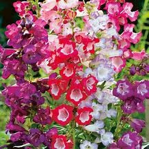 12 Mixed penstemon Perennial Garden Plug Plants