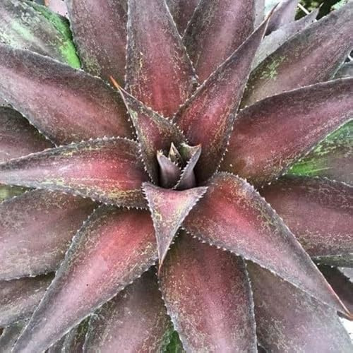 Vivai le Georgiche - Pianta vera di Mangave Red Wing - Agave 'Red Wing' - - diametro vaso Ø 18 cm