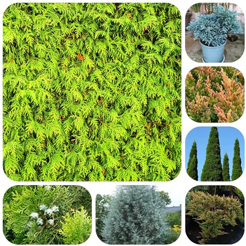 semi resistenti di cipresso, giardino cipressi da decorative da balcone d'appartamento che purificano 500pcs