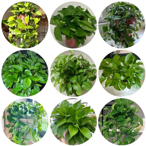 semi di pothos - rampicanti esterno varietà antiche interno in vaso per l'arredamento dell'ufficio d'appartamento decorazione del soggiorno giardino sul 120pcs