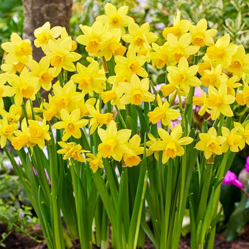 GardenersDream 50 x Tete A Tete Daffodil Bulbs - Trumpet Spring Flowering Bulbs - Outdoor Plants for Gardens, Borders, and Containers - Easy to Grow Rockery Narcissus Dwarf Garden Bulb