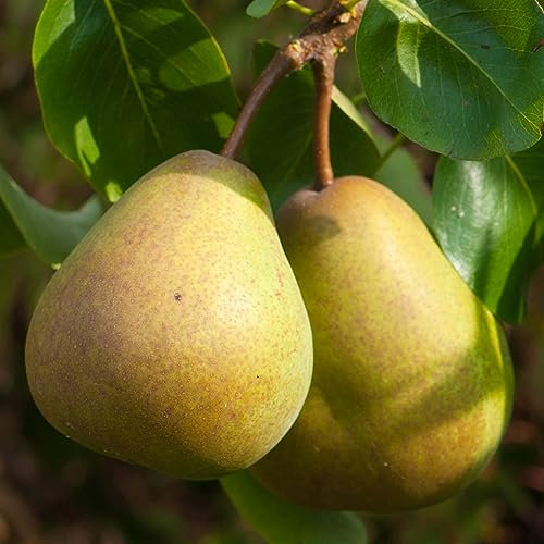 Pear Beurre Hardy Tree - Grow Your Own Pears Small Trees for Garden Ready to Plant - Edible Pear Tree - Fruit Trees for The Garden UK - Patio Fruit for Small Gardens 7.5L Pot 4-5ft