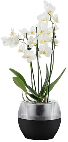 alqua Vasi per piante autoirriganti da 16 cm, in plastica nera, con drenaggio, per interni ed esterni, per orchidee, grandi vasi da giardino per piante, moderni contenitori in plastica