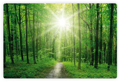 K&L Wall Art Baum des Lebens Glasbild Sonniger Wald Bäume Kraft der Natur Wandbild auf Glas 3D Panorama 60x40cm