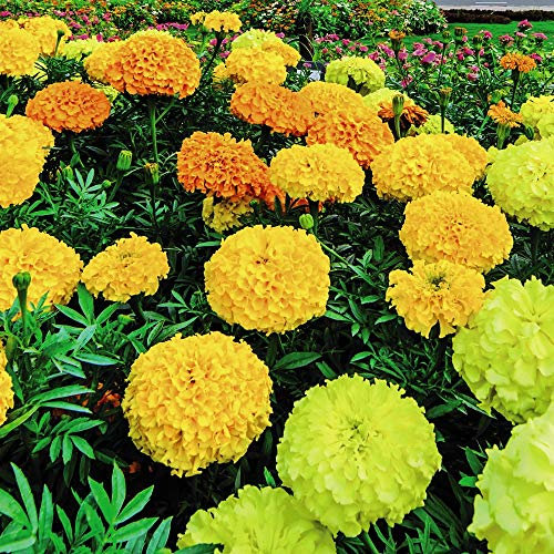 Marigold 'Sunspot Mixed' African Marigold Half-Hardy Annual Flowers Garden Plants Grow Your Own 1 x Seed Packet (100 Seeds) Marigold 'Sunspot Mixed' by Thompson and Morgan