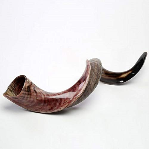 Kudu Yemenite Horn Schofar 101,6 cm 112 100–112 cm koscher Hälfte natur Polish Chofar