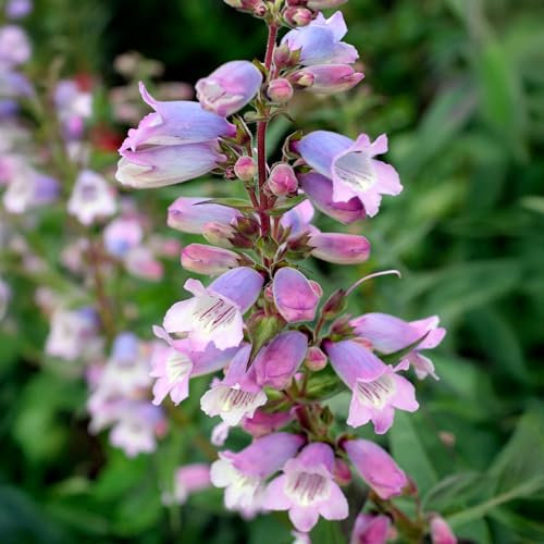 Penstemon Stapleford Gem - Hardy Perennial for Gardens - Lilac-Blue and White Flowers - Flowering Outdoor Plant in Pot (9cm Pot, 10-20cm)