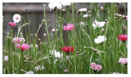 Pcs - 20x Centaurea Cyanus Bleuet Classique Romantic Plantes - Graines B866 - Seeds & Plants Shop by Ipsa