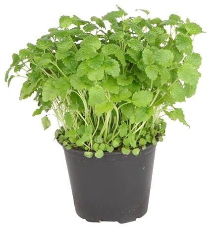 Melisa Natural planta Anti Estrés que Favorece el Sueño