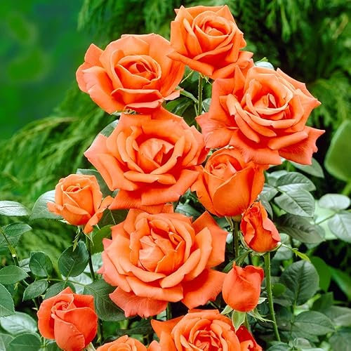 1 Orange Climbing Rose Bare Rooted Plant Bush, 30-40cm Tall Fragrant Shurb, Trellises Outdoor Landscape Aroma Flowers Archway Garden Fences Pergola