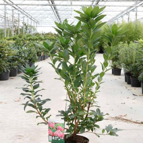 Rhododendron 'Homebush' - Deciduous Azalea with Bright Pink Blooms - RHS Award Winner - Hardy Shrub for Acid Borders – 1x 7 Litre Potted Plant by Thompson & Morgan