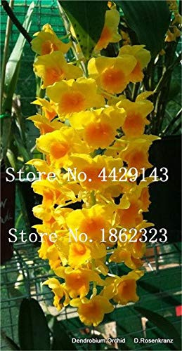 Shopmeeko Fleur Multicolore Orchidée Cymbidium Fleurs en Pot 100 PCS/Sac Mixte Cymbidium Balcon Pot Graine pour Maison Jardin: 22