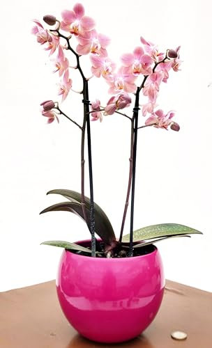 POWERS TO FLOWERS - PHALAENOPSIS PROFUMATA IN VASO CERAMICA FUCSIA, MADAGASCAR, VASO 13CM DIAMETRO, Pianta vera
