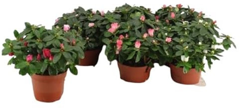 6 Unidades de Azalea Naturales Plantas de Exterior de Aspecto Primaveral